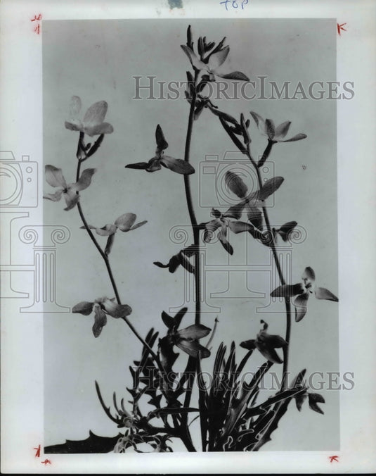 1976 Press Photo The evening scented stock, Mathiola Bicornis - Historic Images