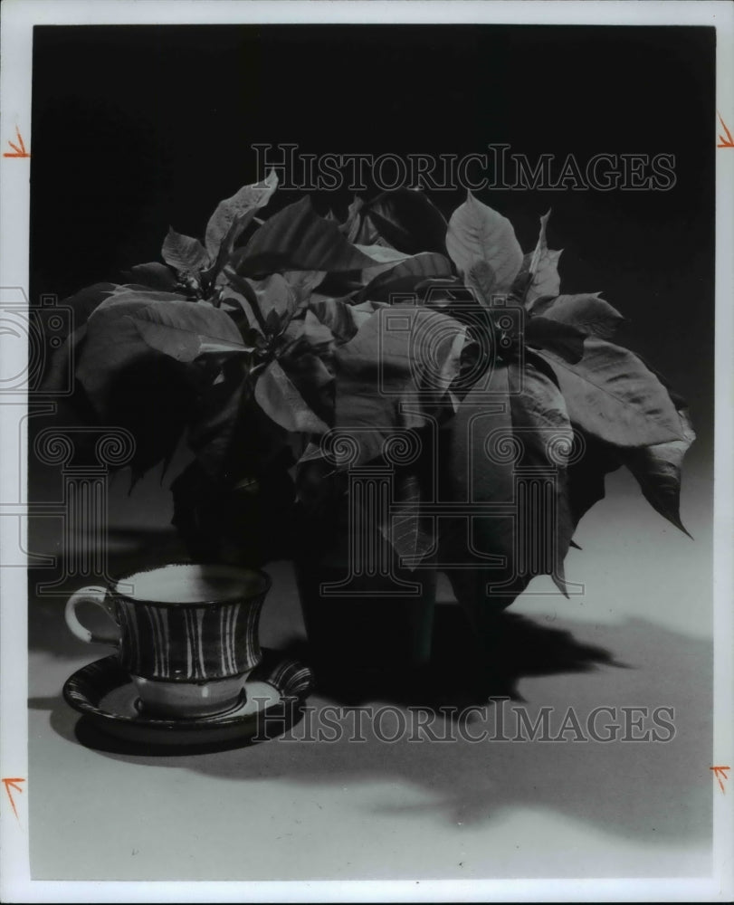 1977 Press Photo Flowers Poinsettia - Historic Images