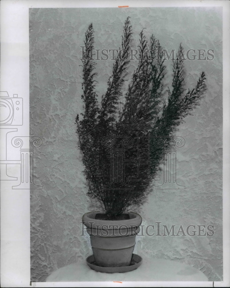 1970 Press Photo Flowers &amp; Plants Heather - Historic Images