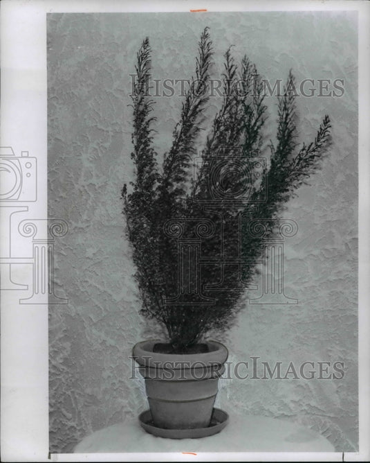 1970 Press Photo Flowers & Plants Heather - Historic Images