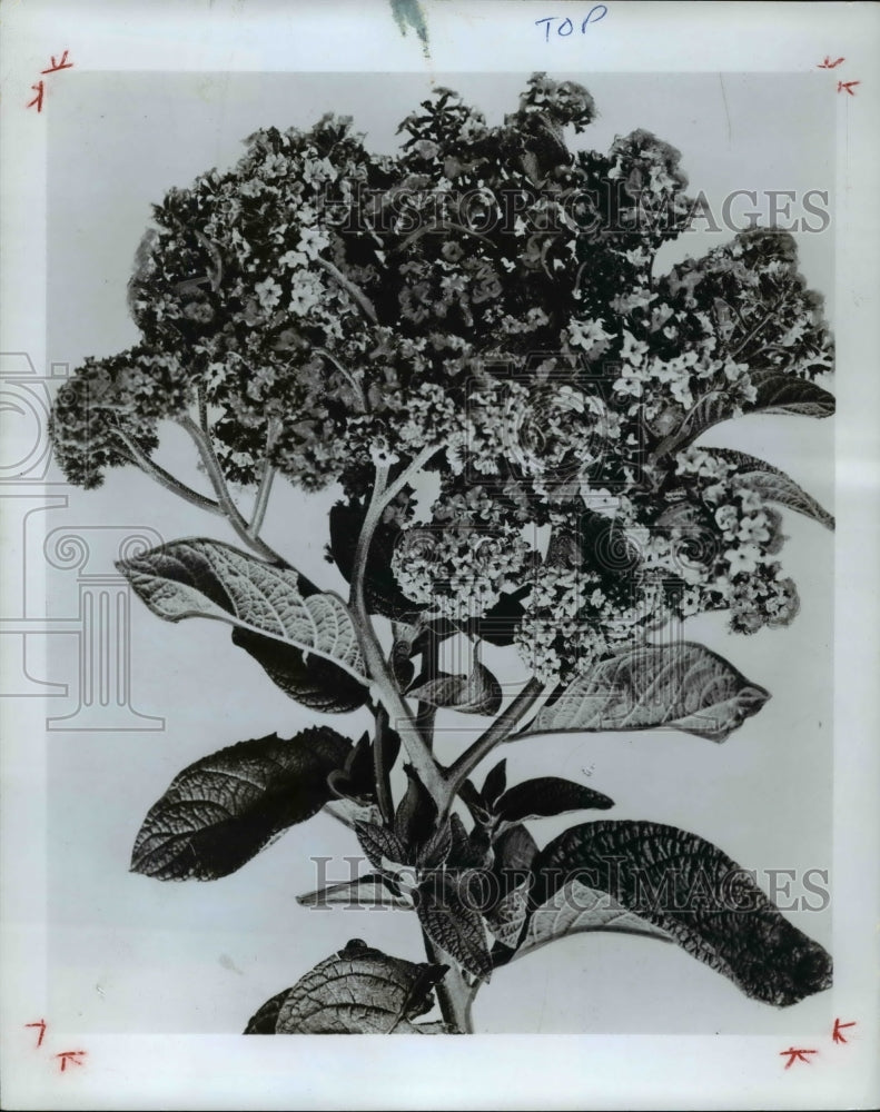 1976 Press Photo Flowers &amp; Plants - Historic Images