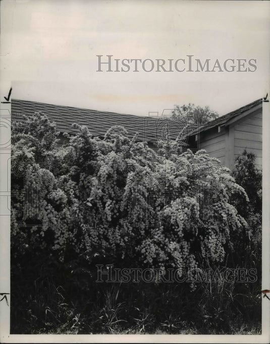 1972 Bridal Wreath Spirea Flowers. - Historic Images