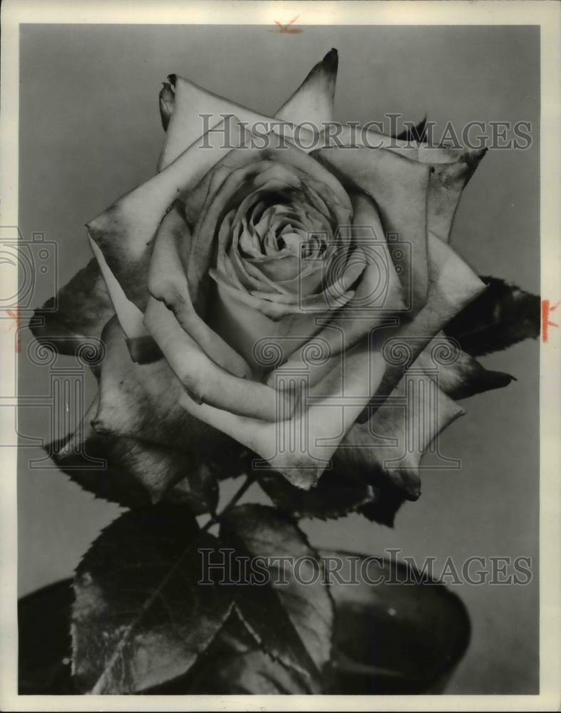 1968, Roses Hybrid Tea Kordes Perfecta - Historic Images