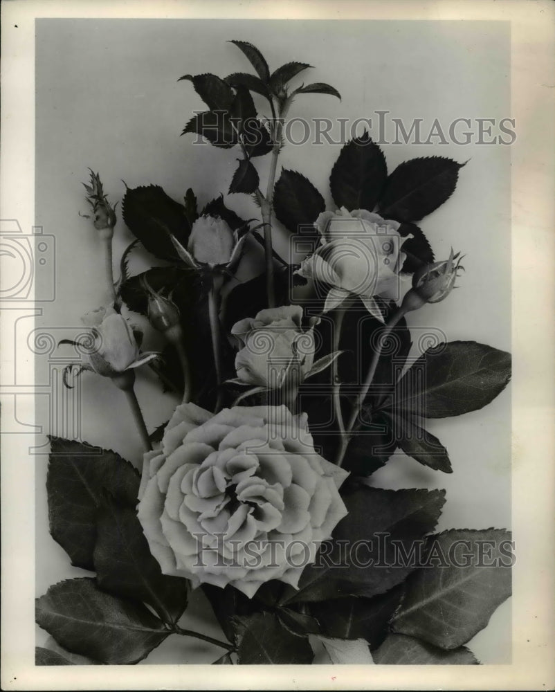 1964 Press Photo Roses - cva61897-Historic Images