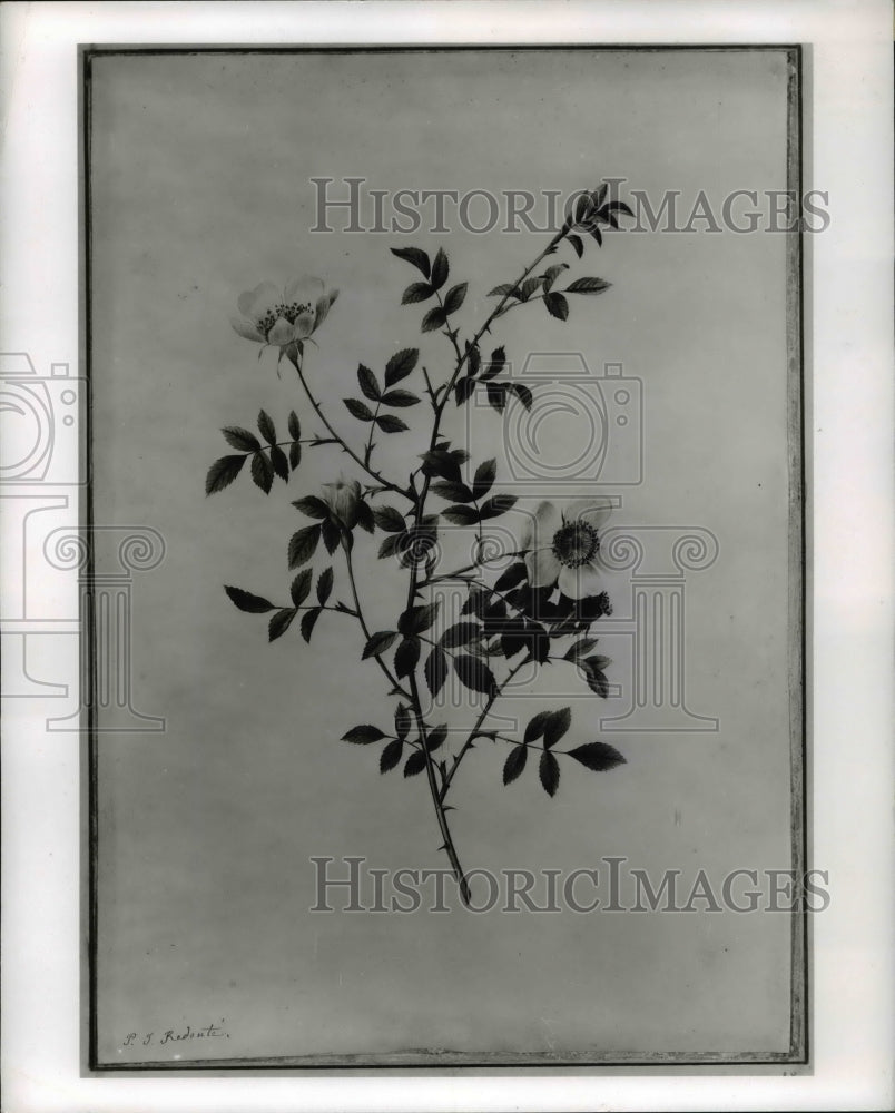 Roses - Historic Images