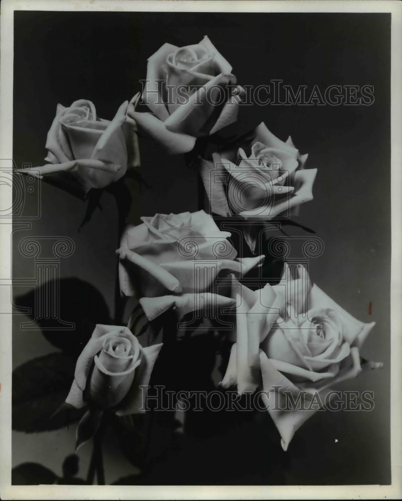 1964 Press Photo Roses - Historic Images