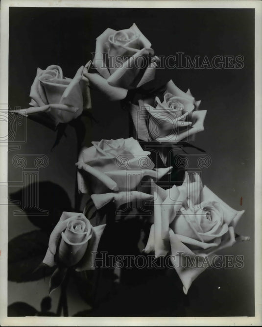 1964 Press Photo Roses - Historic Images