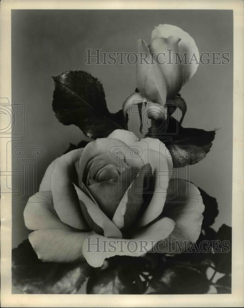 1960, Dust rose blossom &amp; bud - cva61904 - Historic Images