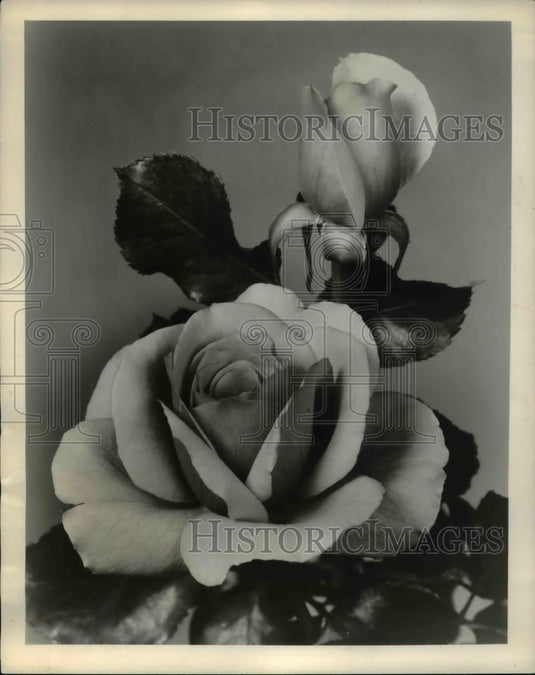 1960, Dust rose blossom & bud - cva61904 - Historic Images