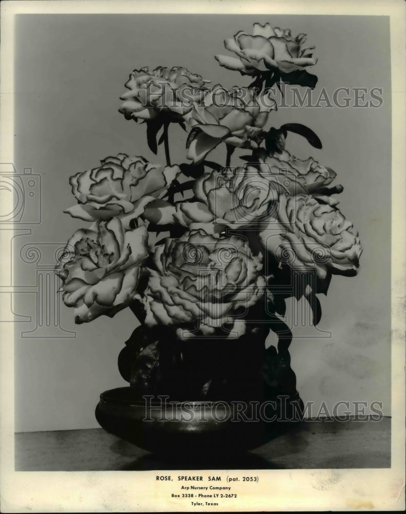 1962 Press Photo The hybrid tea rose at the ARP Nursery Company - Historic Images