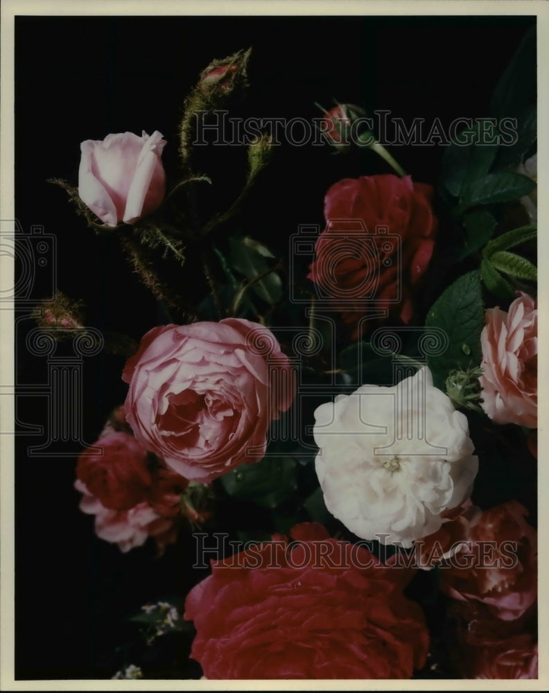 1992 Press Photo The roses arranged by the American Greetings-Historic Images