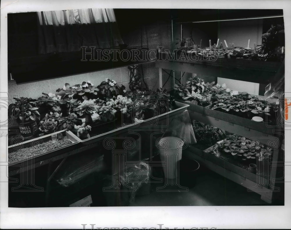 1967 Press Photo African Violets flower grown by Mrs Leonard Vauzuska of Parma - Historic Images