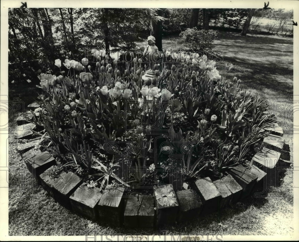 1980 Press Photo Tulip flowers at home of Mrs Leo A. Price of Cleveland Hts-Historic Images