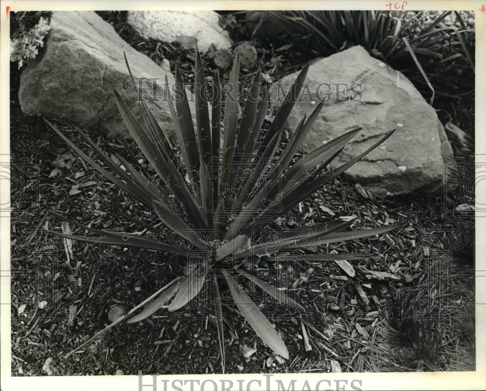 1980 Press Photo Yucca Plants-Historic Images