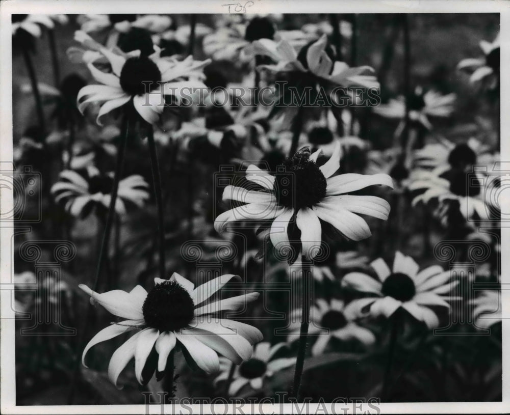 1969 Press Photo Black-eyed Susan Rudbeckia - Historic Images