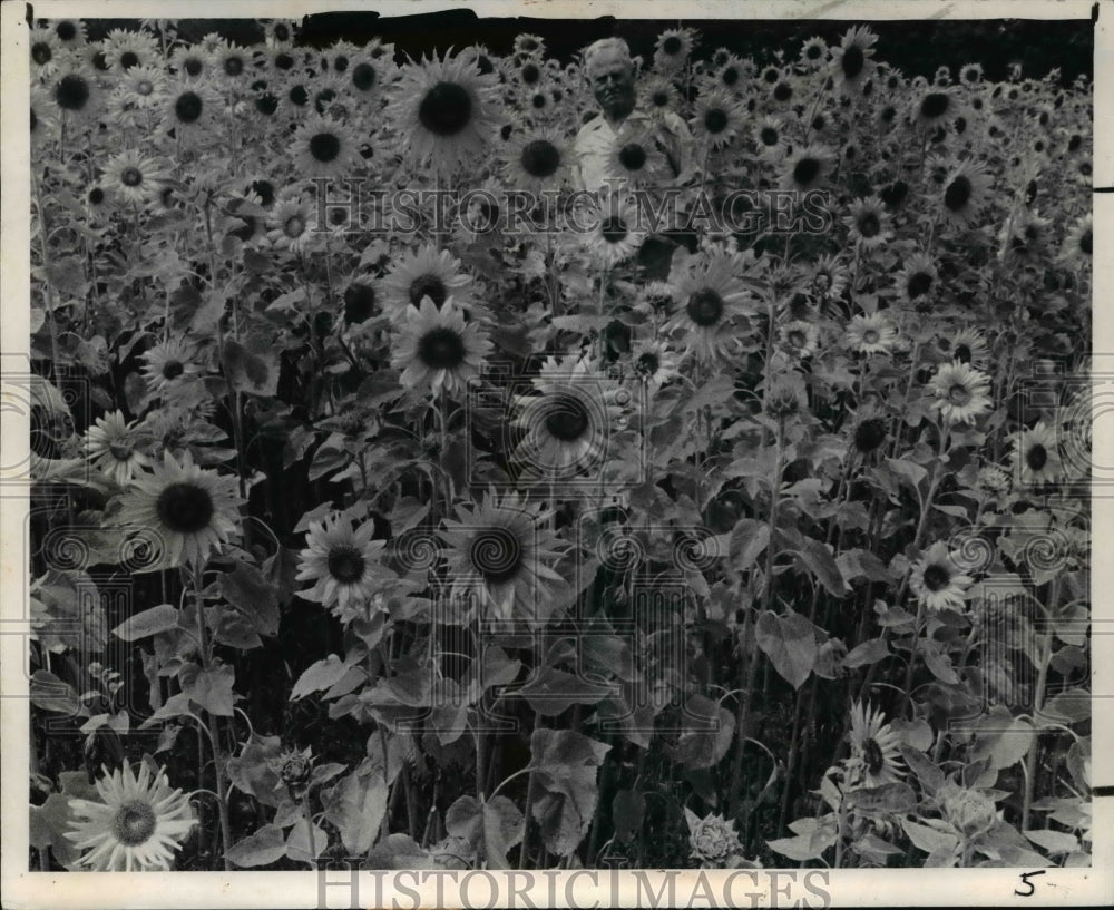 1970 Sunflowers - Historic Images