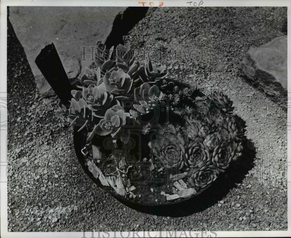 1976 Press Photo Succulents planted in Wok of Willelma Aloana Garden-Historic Images