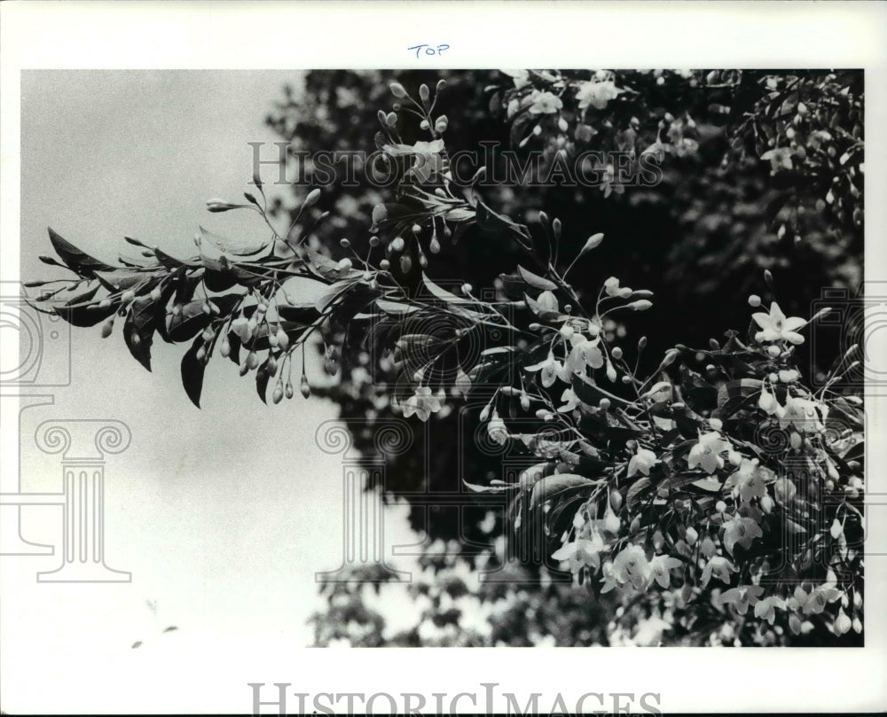 1988 Press Photo Styrax Japanicus Flowers or Japanese Snowball - Historic Images