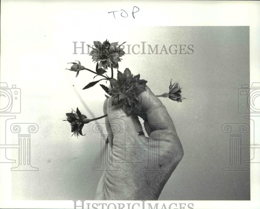 1987 Press Photo Green Roses-Historic Images
