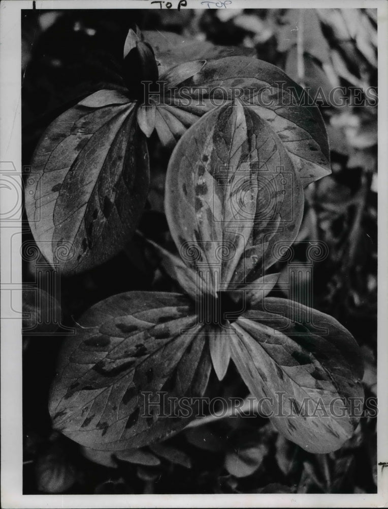 1966 Press Photo Sessile Trillium - Historic Images