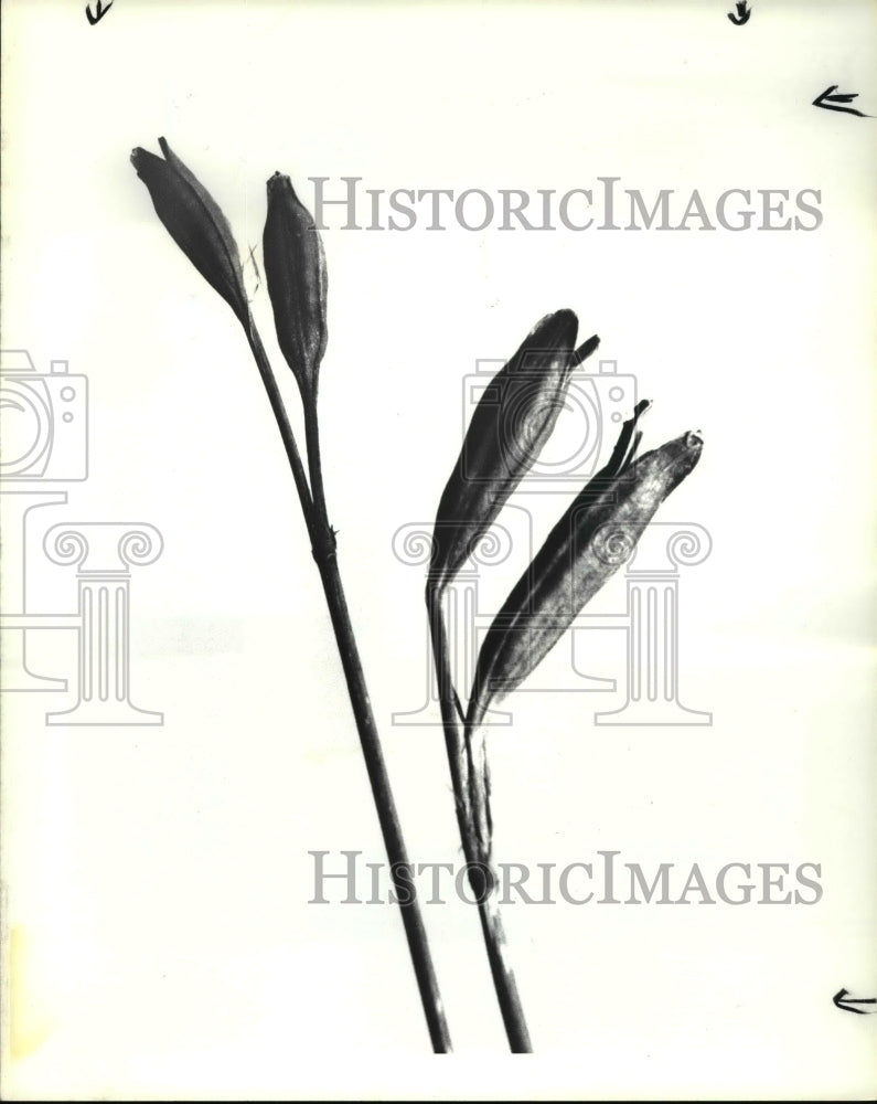 1985 Press Photo Siberian iris pods plant - Historic Images