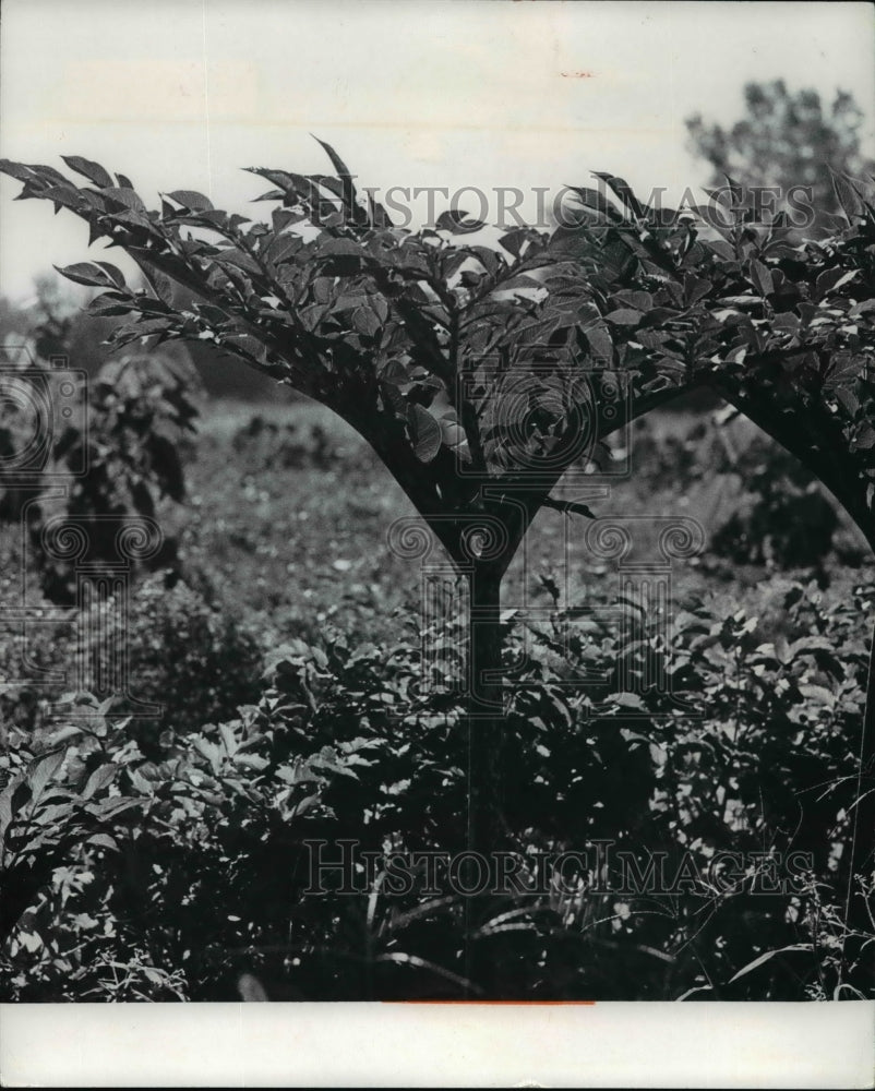 1972, Sacred Lily of India plant - Historic Images