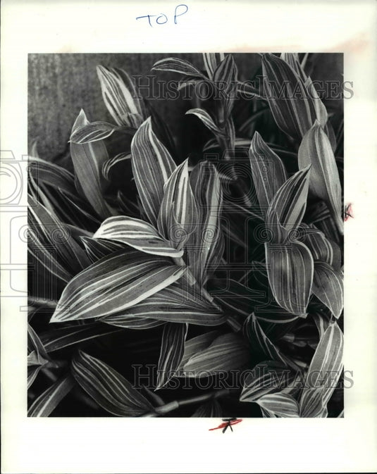 1985 Press Photo Striped Wandering Jew - Historic Images
