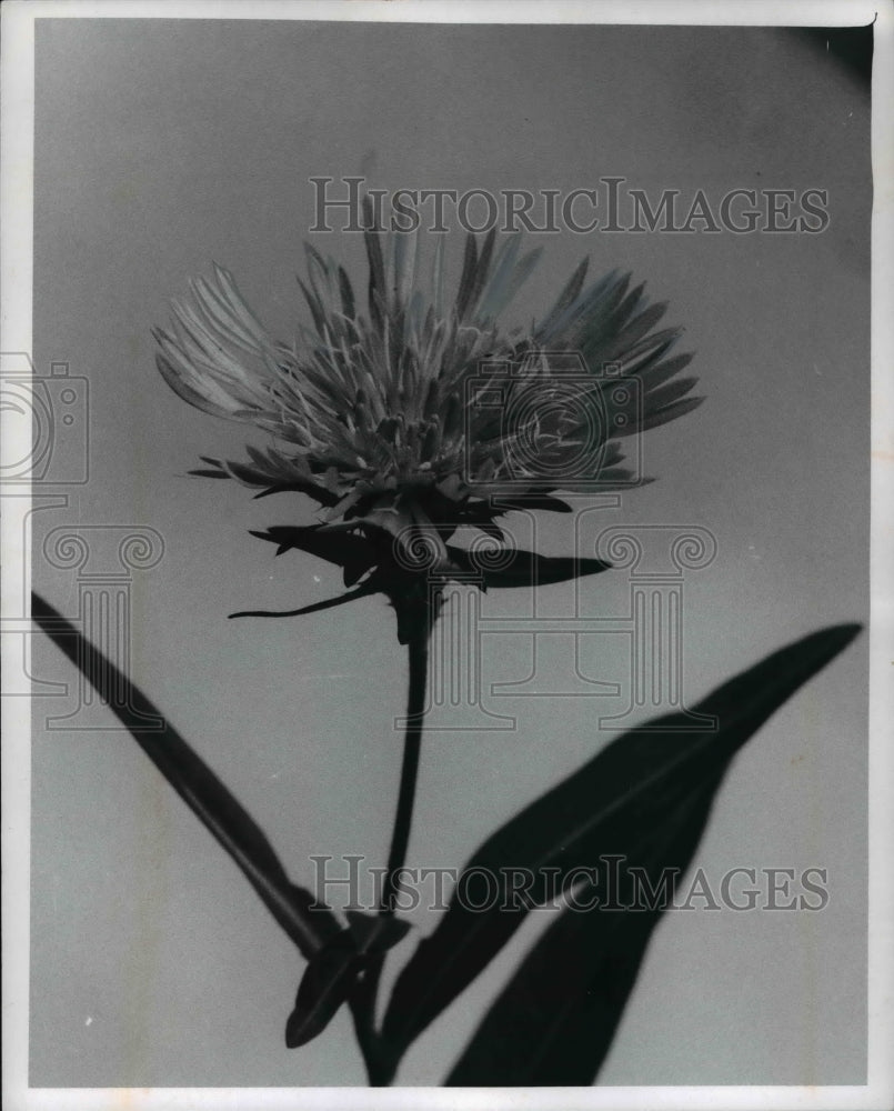 1969 Stokesia - Historic Images