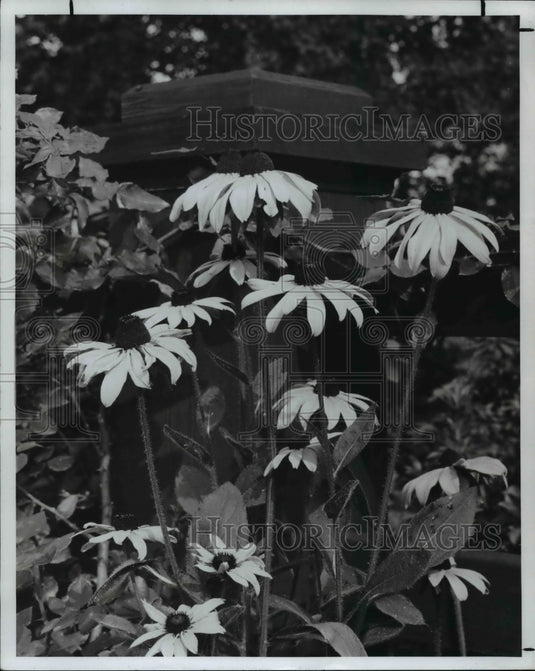 1969, Rudbeckia - Historic Images