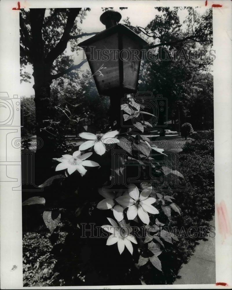 1978 Press Photo Clemantis, vines-Historic Images