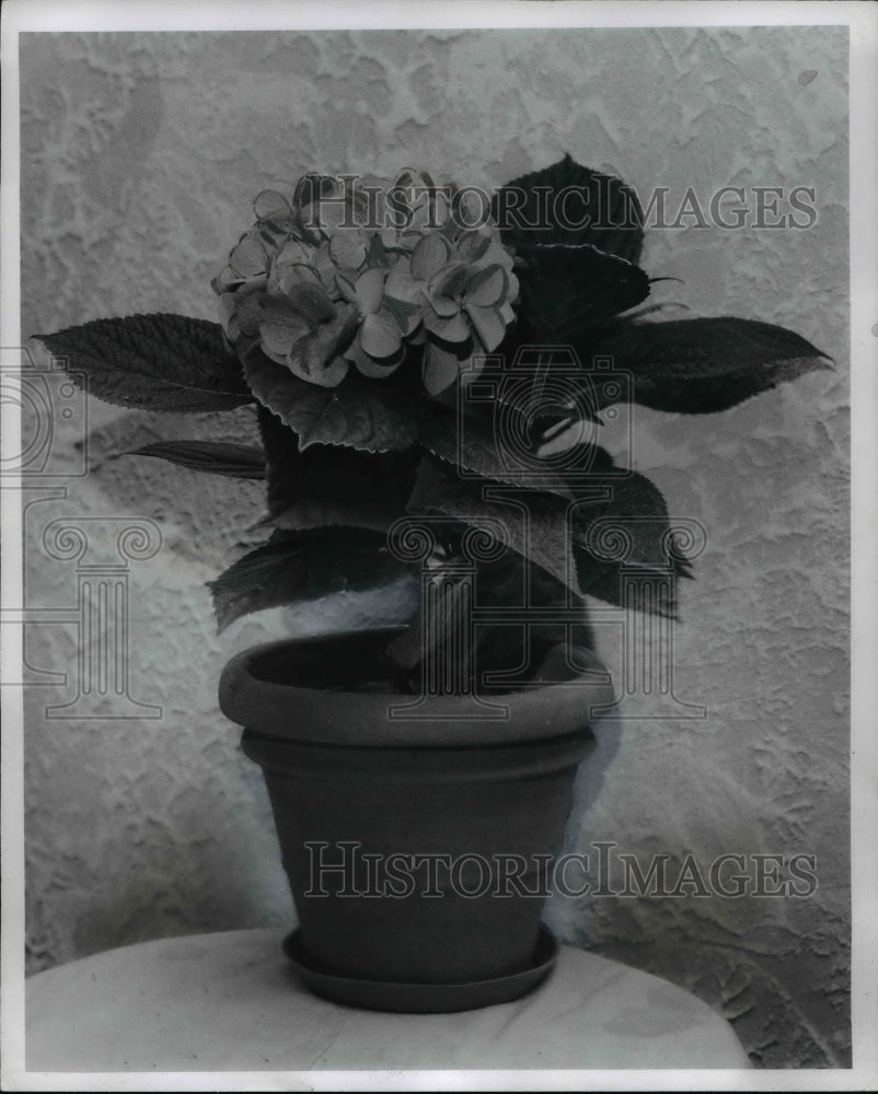 1970 Press Photo Flowers &amp; Plants - Hydrangeas - Historic Images