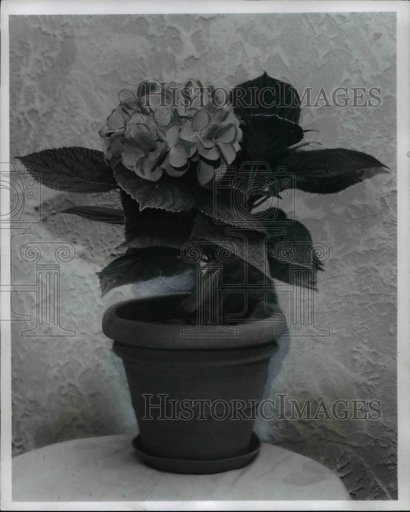 1970 Press Photo Flowers & Plants - Hydrangeas - Historic Images