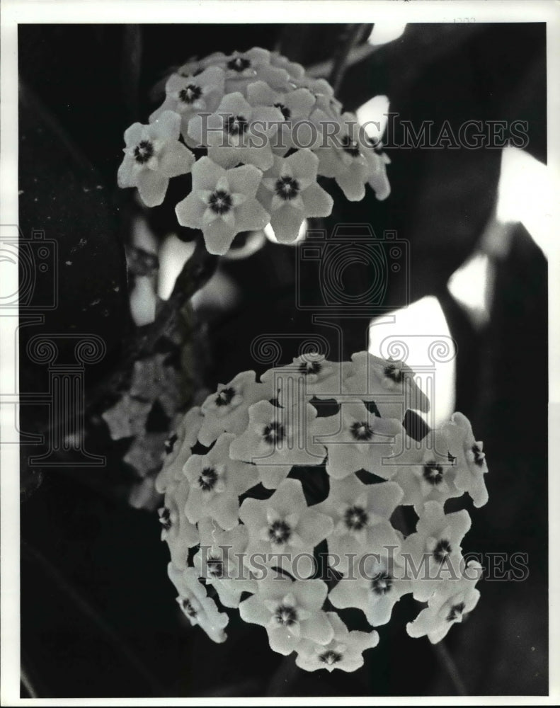 1985 Press Photo Hoya Plant- Historic Images