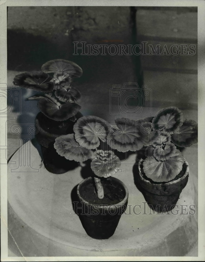 1967, Flowers &amp; Plants Propagation - Historic Images