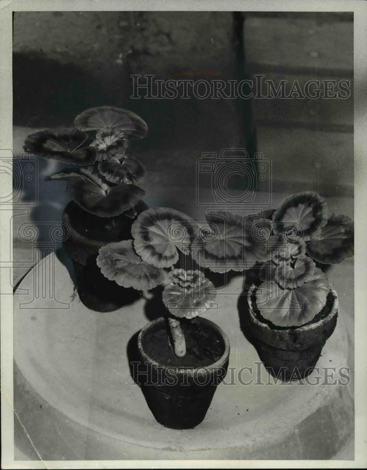 1967, Flowers & Plants Propagation - Historic Images
