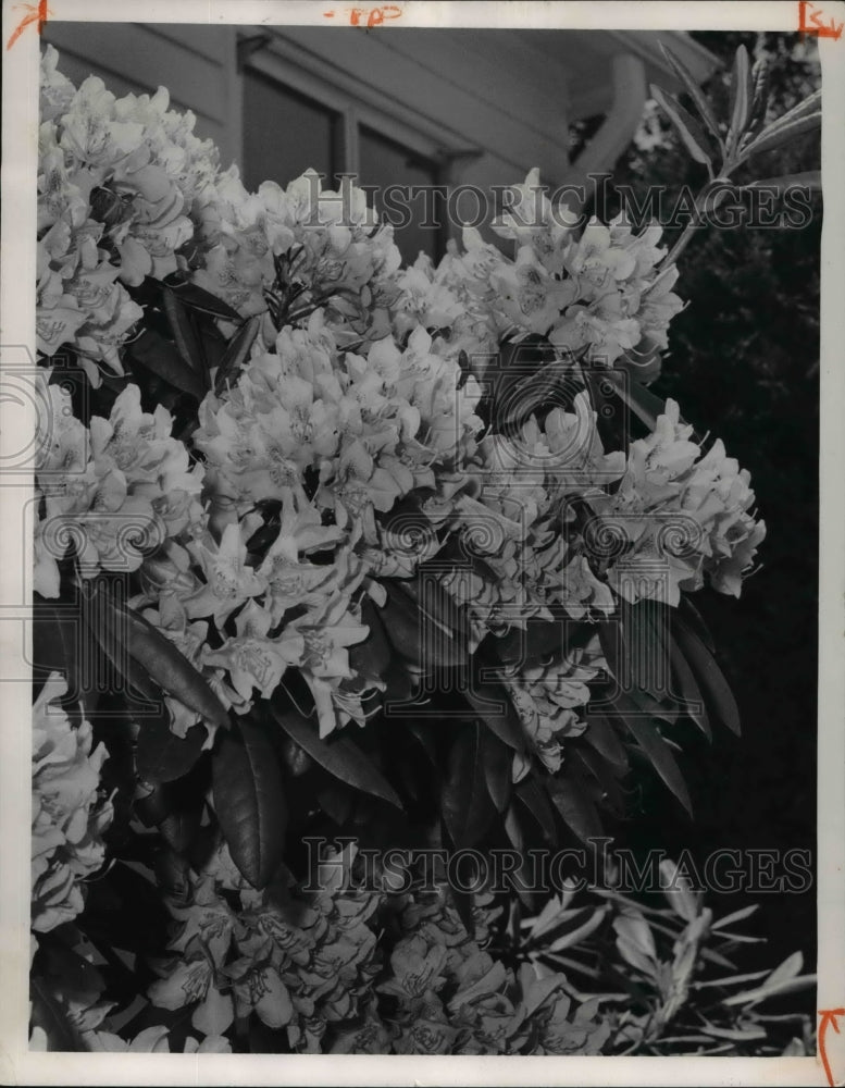 1964 Press Photo Flowers &amp; Plants - Historic Images