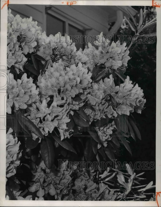 1964 Press Photo Flowers & Plants - Historic Images