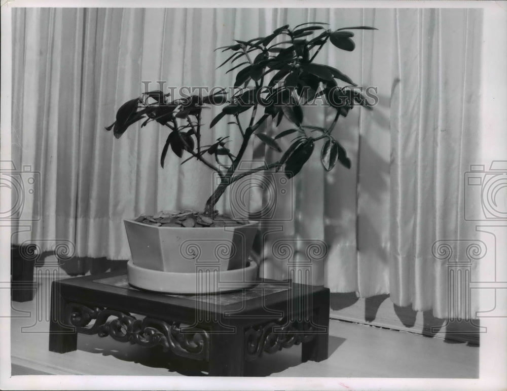 1963 Press Photo Rhododendron Bonsai-Historic Images