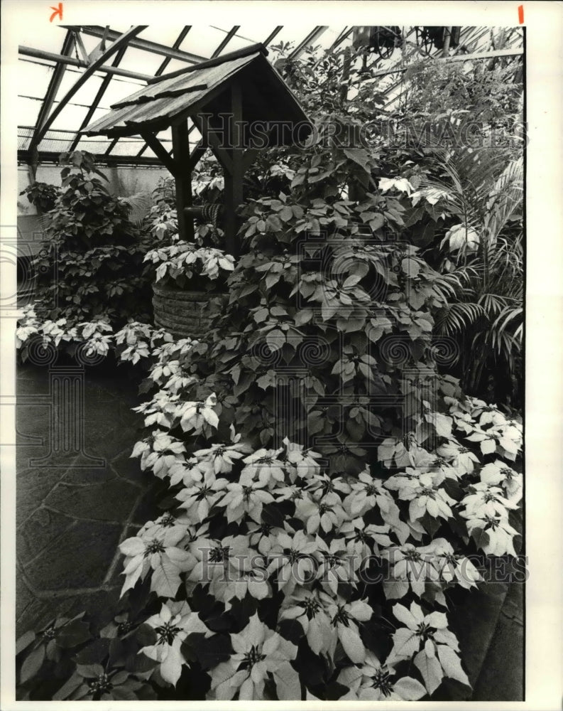 1980 Press Photo Installed Poinsettias Christmas display at Cleveland City Green-Historic Images