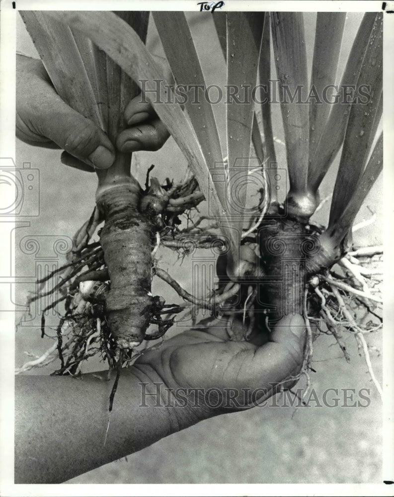 1985 Press Photo Transplanting Iris bulbs at Angie Collins Garden - Historic Images