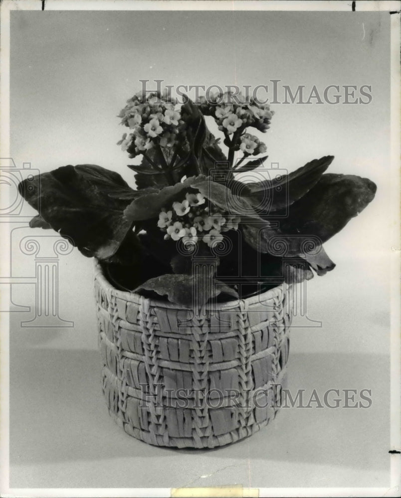 1982 Press Photo Kalanchoe - cva63054-Historic Images