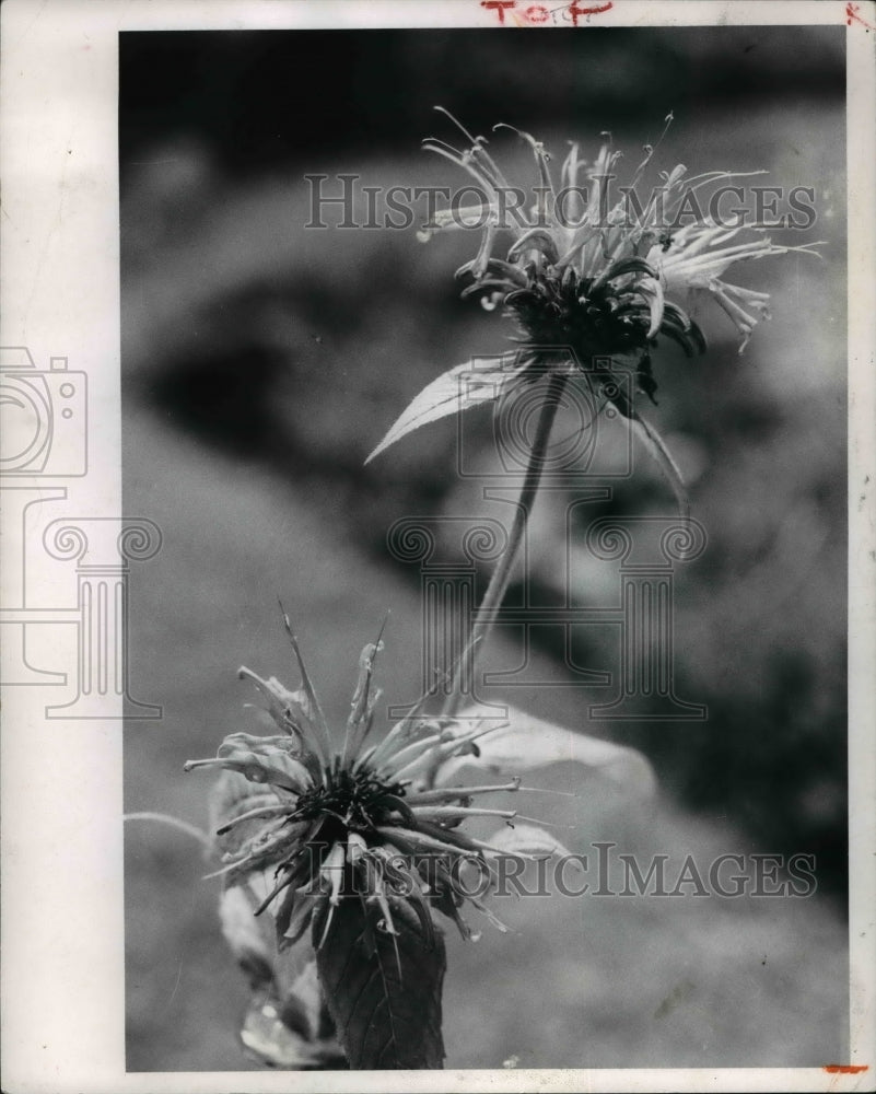 1969 Press Photo Monarda - Historic Images