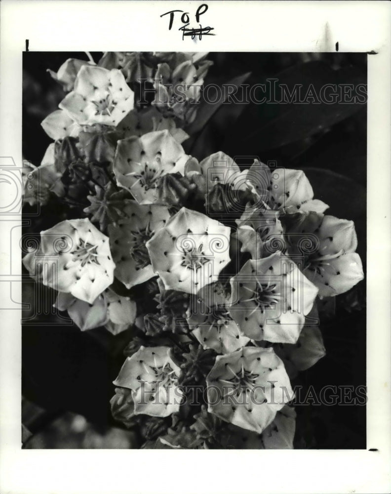 1988 Press Photo Nipmuck Mountain Laurel Kalmia Latifolia - Historic Images