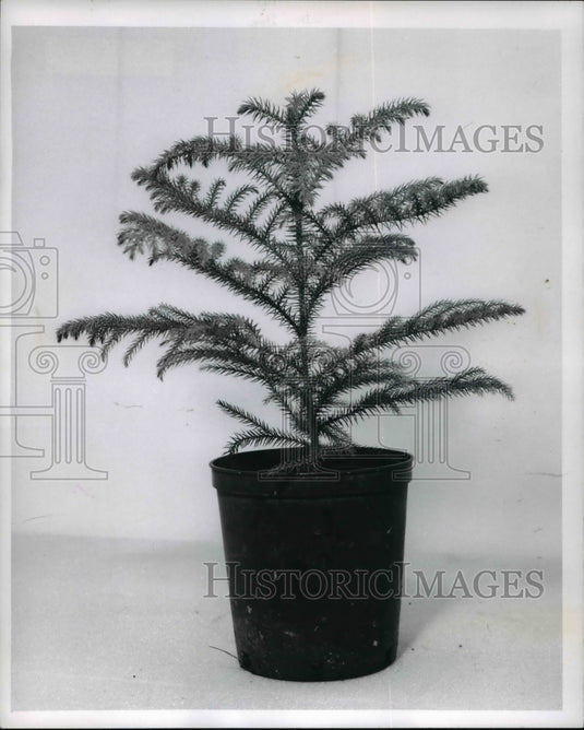 1970, The Norfolk Island Pine - Historic Images
