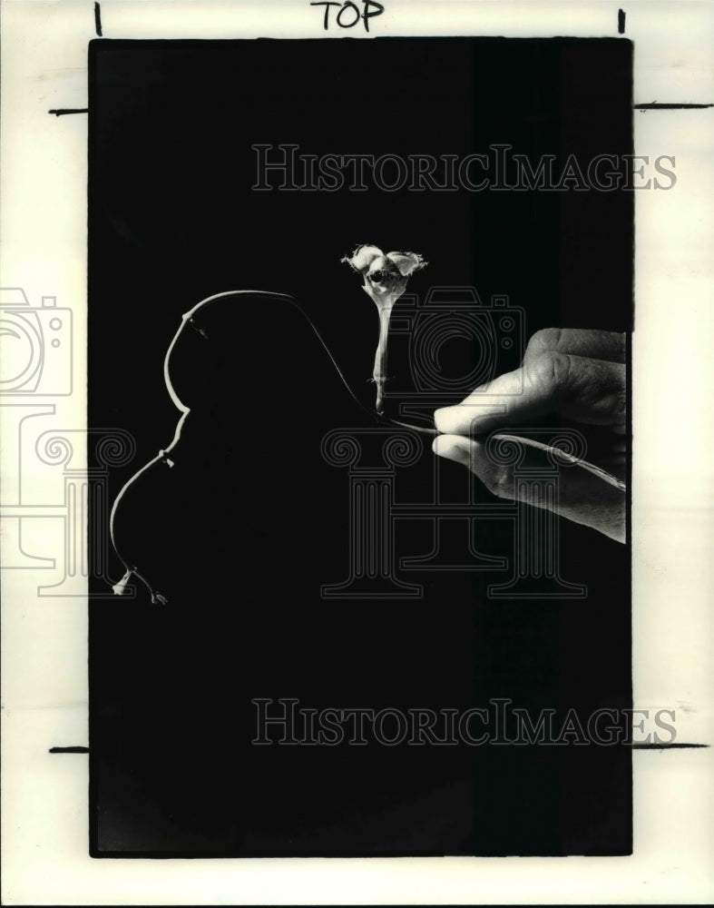 1983 Press Photo Parachute plant - Historic Images