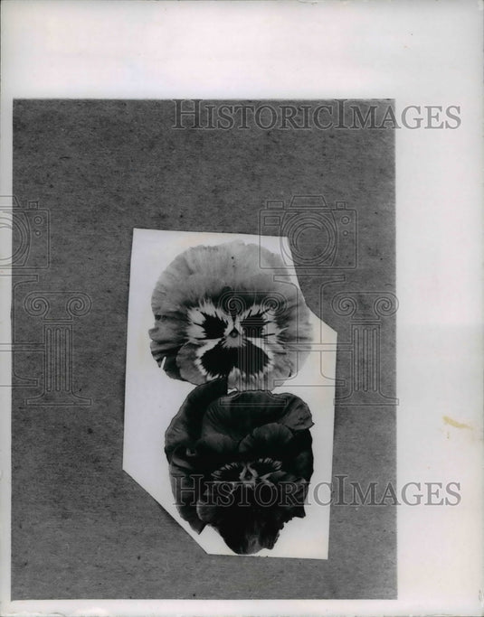 1969 Flowers & Plants  - Historic Images