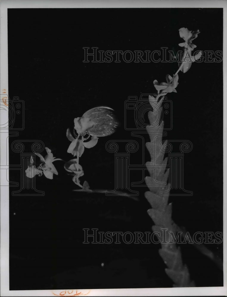 1964 Press Photo Braid orchid with dime Lockhartia seria golden yellow - Historic Images