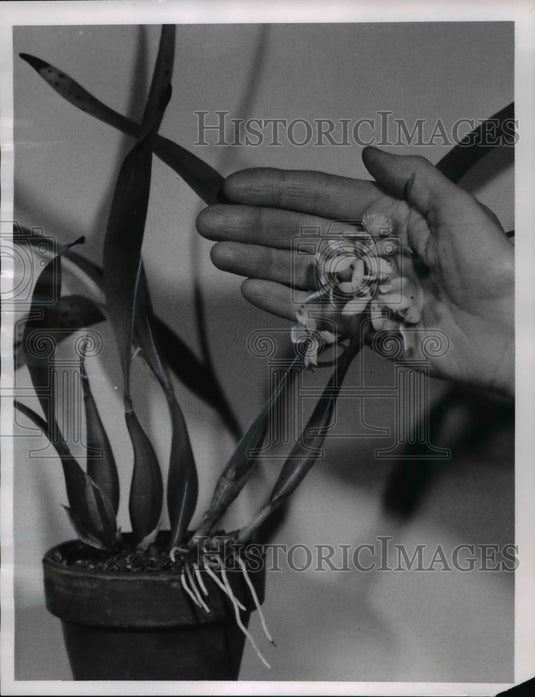 1961 Press Photo Orchid plant in bloom with hand at Sun Gardens - Historic Images