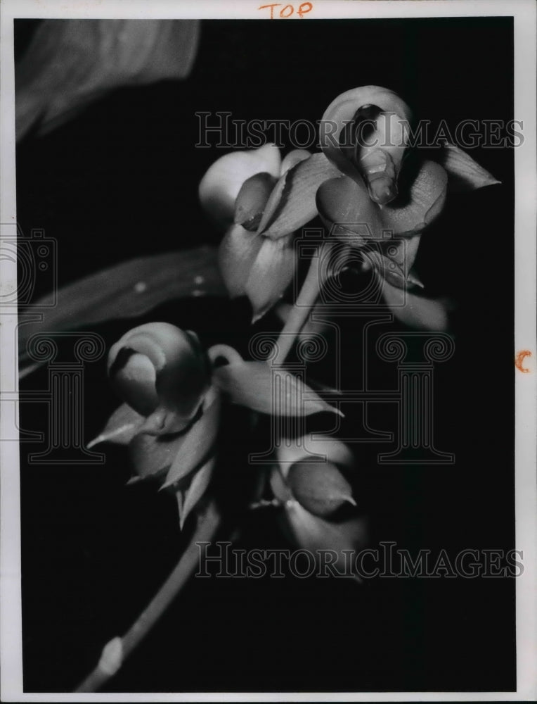 1964 Press Photo Trigger orchid - Historic Images