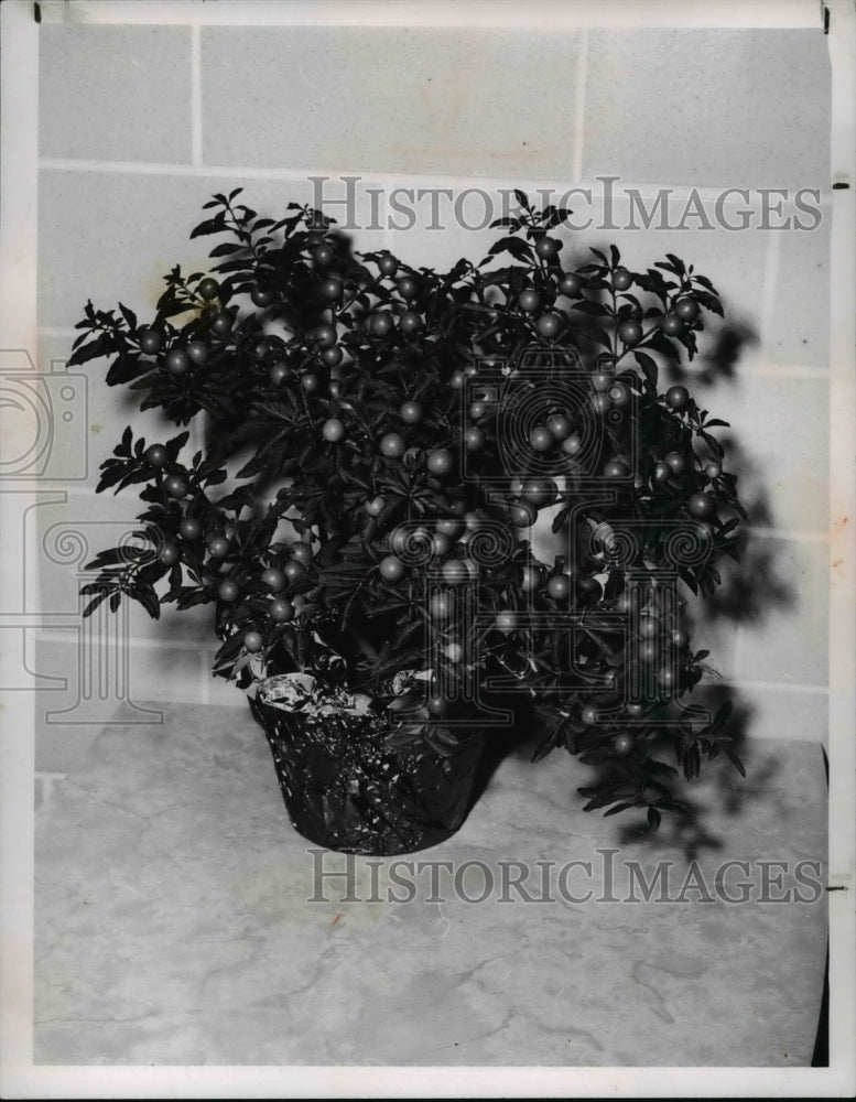 1964 Press Photo Harvest Plants Jerusalem Cherry - Historic Images